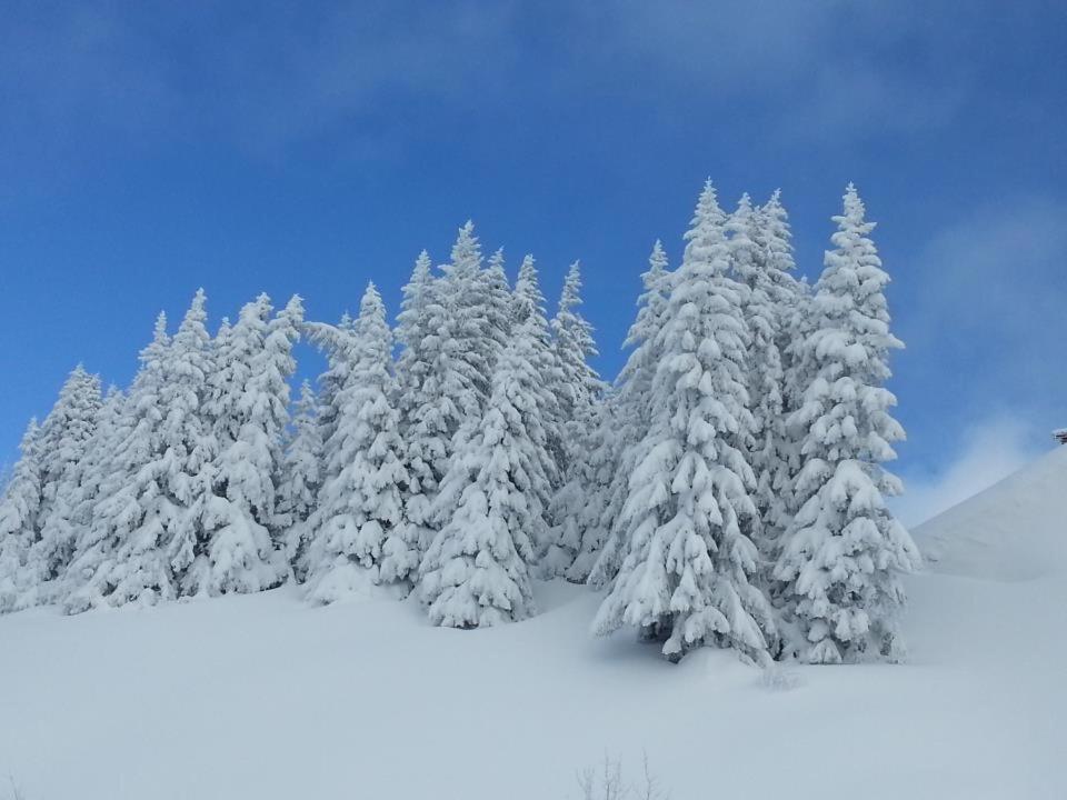 Appartement Cosy Aux Saisies N1 Les Saisies Zewnętrze zdjęcie